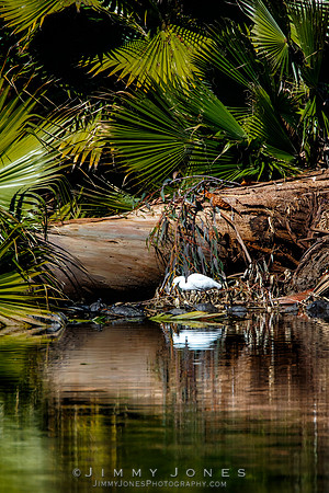Snowy Egret