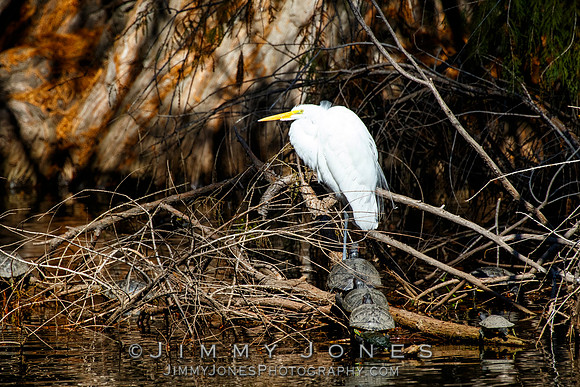 Great White Egret