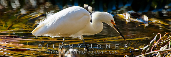Snowy Egret