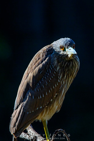 Black-crowned Night-Heron (Juvenile)