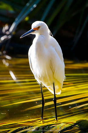 Snowy Egret