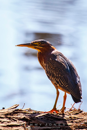 Green Heron