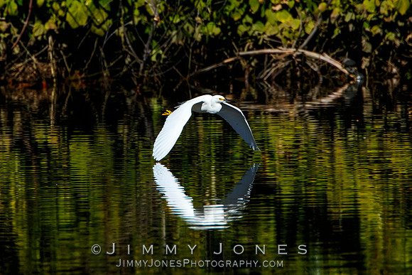 Snowy Egret