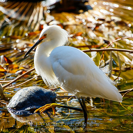 Snowy Egret