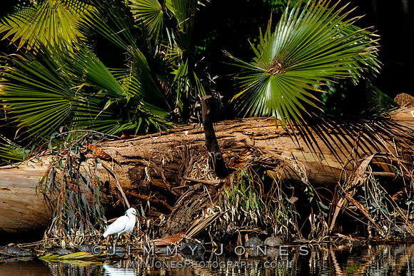 Snowy Egret