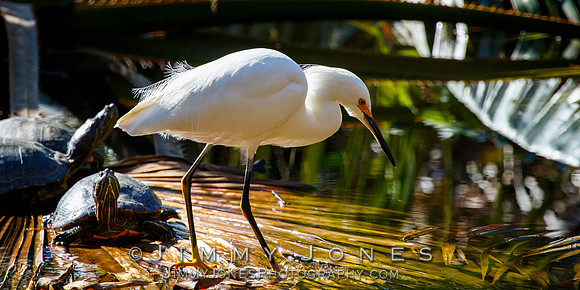 Snowy Egret