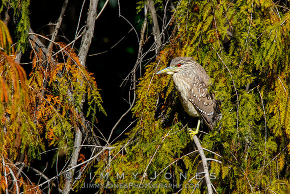 Black-crowned Night-Heron (Juvenile)