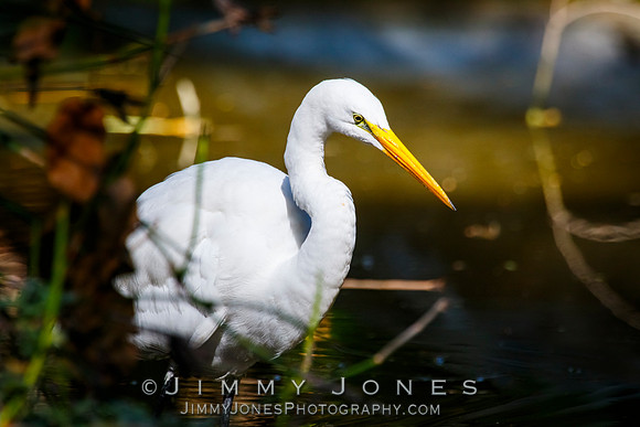 Great White Egret