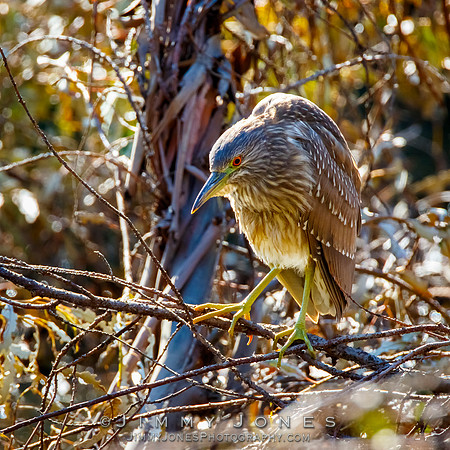 Black-crowned Night-Heron (Juvenile)