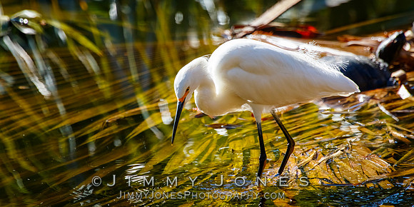 Snowy Egret