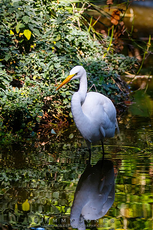 Great White Egret