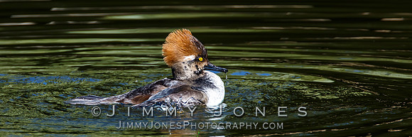 Hooded Merganser (Female)