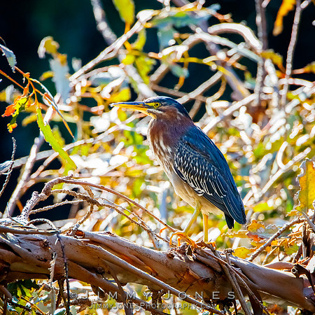 Green Heron