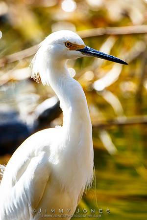 Snowy Egret