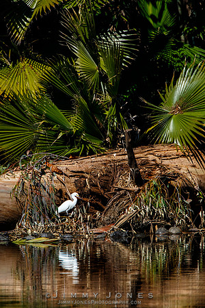 Snowy Egret