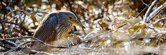 Black-crowned Night-Heron (Juvenile)