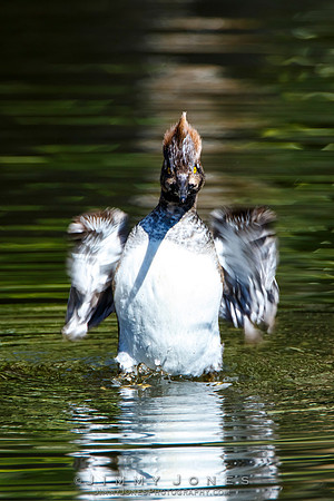 Hooded Merganser (Female)