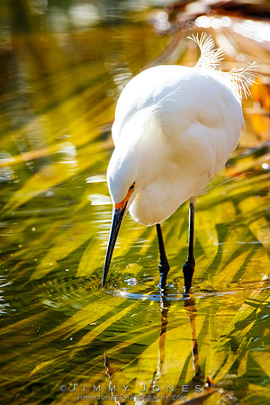 Snowy Egret