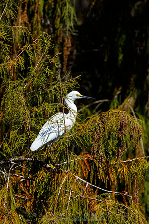 Snowy Egret