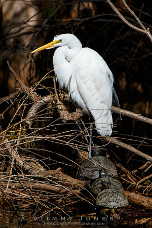 Great White Egret