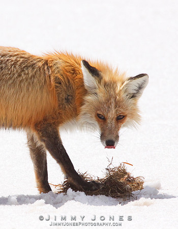 Red Fox