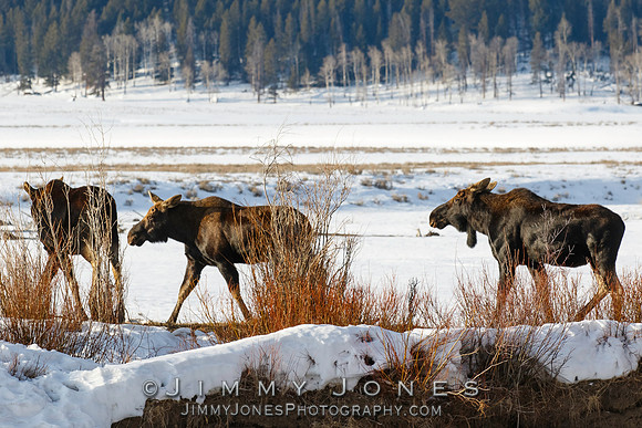 Moose