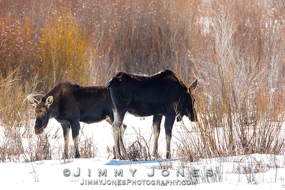 Moose
