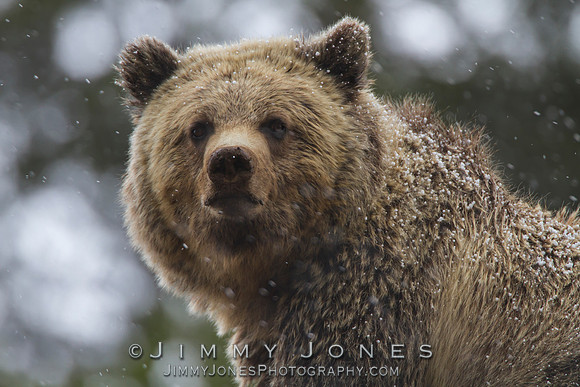 Grizzly Bear