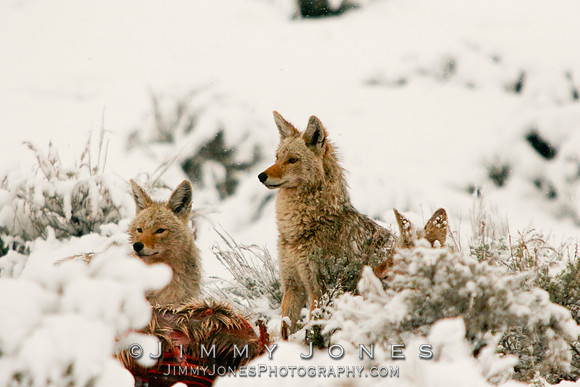 Coyotes at Elk Carcass