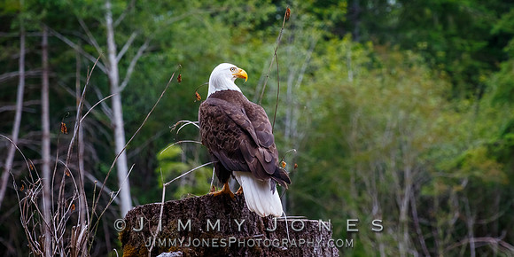 Bald Eagle