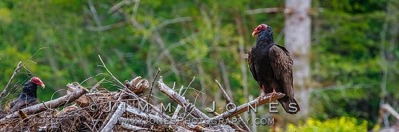 Turkey Vultures