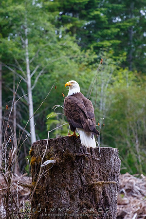 Bald Eagle