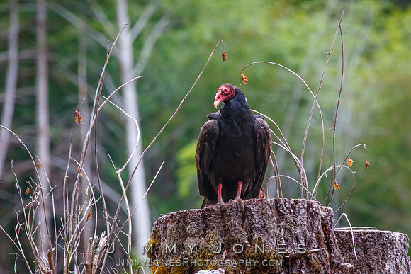 Turkey Vulture