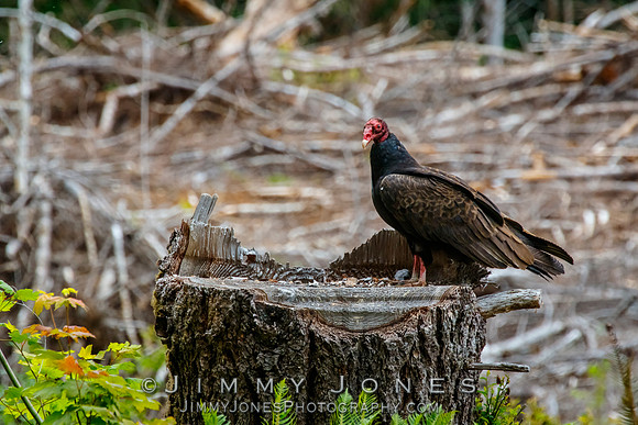 Turkey Vulture