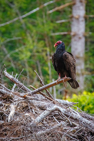 Turkey Vulture