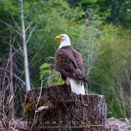 Bald Eagle