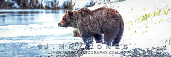 Grizzly Bear Boar
