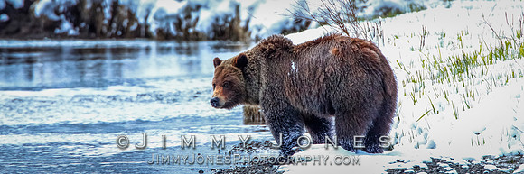 Grizzly Bear Boar