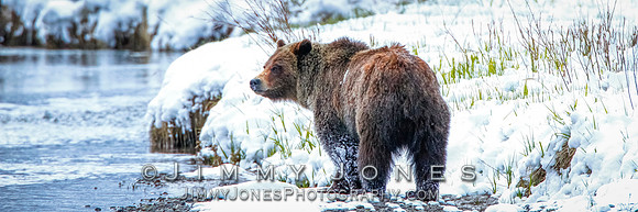 Grizzly Bear Boar
