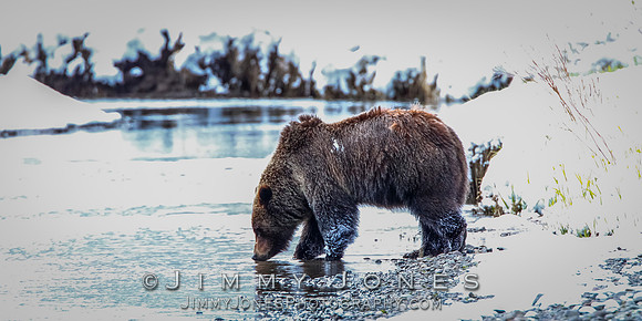 Grizzly Bear Boar