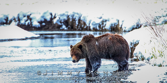 Grizzly Bear Boar