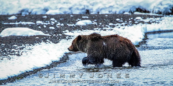 Grizzly Bear Boar