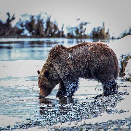 Grizzly Bear Boar