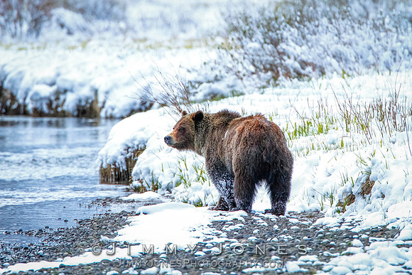Grizzly Bear Boar