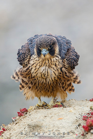 Peregrine Falcon - Juvenile