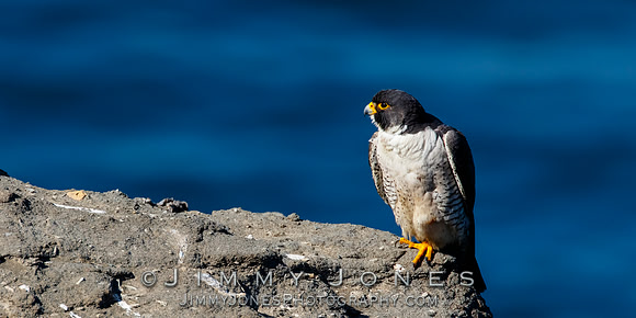 Peregrine Falcon