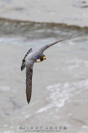 Peregrine Falcon