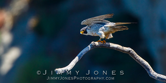 Peregrine Falcon
