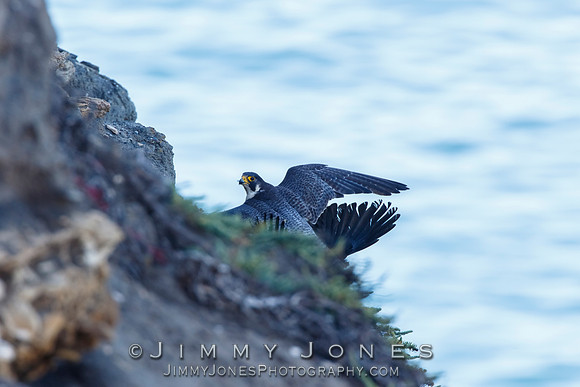 Peregrine Falcon Making a Kill