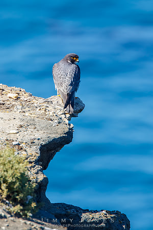 Peregrine Falcon
